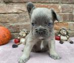 Franse bulldog puppys, Dieren en Toebehoren, Bulldog, Meerdere, Meerdere dieren, Nederland