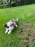 Australian Shepherd x Border Collie pups, Dieren en Toebehoren, Honden | Herdershonden en Veedrijvers, Nederland, CDV (hondenziekte)