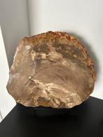 Gepolijste versteend houten schijf, Verzamelen, Mineralen en Fossielen, Ophalen of Verzenden, Fossiel