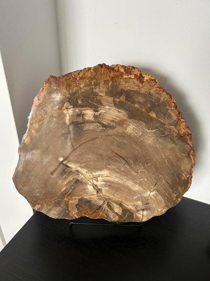 Gepolijste versteend houten schijf, Verzamelen, Mineralen en Fossielen, Fossiel, Ophalen of Verzenden
