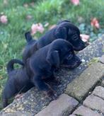 Jack Russel pups uit geteste ouders, Dieren en Toebehoren, Honden | Jack Russells en Terriërs, Jack Russell Terriër, CDV (hondenziekte)