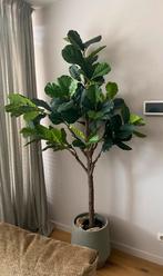 Ficus Lyrata Kunstplant 210 cm Tabaksplant, Ophalen, Ficus, Halfschaduw, 150 tot 200 cm