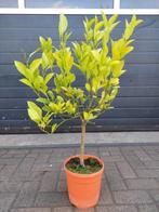 Citrus Calamondin - Mandarijnenboompje H: 95 cm., Ophalen, Minder dan 100 cm, Volle zon, Citroenboom