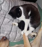 Poes te koop.graag zsm., Poes, Ontwormd, 0 tot 2 jaar
