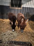 Mediterrane mini ezelveulens, Dieren en Toebehoren, Overige Dieren, Mei, Mannelijk