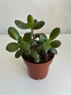 Crassula Ovata Jade plant 24cm, Huis en Inrichting, Ophalen, Overige soorten, Halfschaduw, Minder dan 100 cm