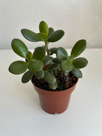 Crassula Ovata Jade plant 24cm beschikbaar voor biedingen