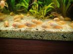 Jonge corydoras albino €1.95 per stuk & 10 voor €18.50, Vis, Zoetwatervis, Schoolvis