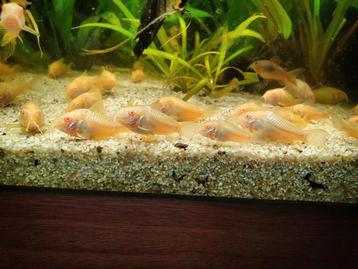 Jonge corydoras albino €1.95 per stuk & 10 voor €18.50 beschikbaar voor biedingen
