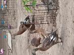 Te koop 4 loopeend, Dieren en Toebehoren, Geslacht onbekend, Eend
