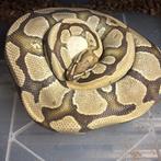 ball python collectie, Slang, Tam, 0 tot 2 jaar