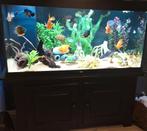 Mooi groot aquarium, Dieren en Toebehoren, Ophalen, Zo goed als nieuw, Gevuld zoetwateraquarium
