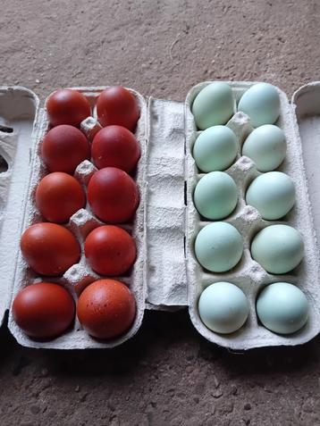 Broedeieren marans en schijndelaar beschikbaar voor biedingen