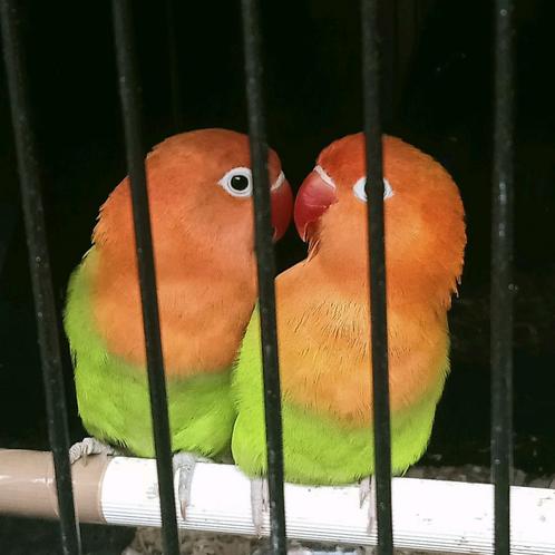 Schitterend jong koppel agapornis fisheri opaline pastel dil, Dieren en Toebehoren, Vogels | Parkieten en Papegaaien, Dwergpapegaai of Agapornis
