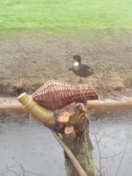 Wilgenteen eendenbroedkorven, Dieren en Toebehoren, Ophalen, Nieuw, Drinken en Voederen