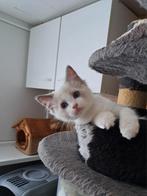 Kittens ragdoll, Poes, Gechipt, 0 tot 2 jaar