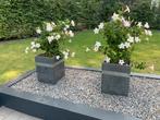 Gezocht granieten bloembakken, Tuin en Terras, Bloembakken en Plantenbakken, Ophalen, Steen, Minder dan 60 cm, Vierkant