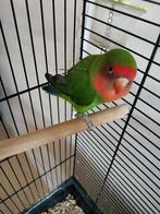 Jonge Agapornis te koop, rode kop,groene veren, Dieren en Toebehoren, Vogels | Parkieten en Papegaaien, Mannelijk, Dwergpapegaai of Agapornis