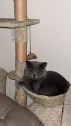 Raszuivere Britse Korthaar dekkater  (niet te koop), Dieren en Toebehoren, 0 tot 2 jaar