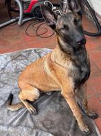 Te koop 2 Mechelse herder reuen, Dieren en Toebehoren, België, Particulier, 15 weken tot 1 jaar, Reu