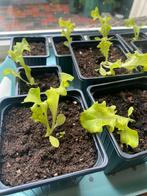 Krulsla plantjes €0,50 / stuk (lollo rossa), Ophalen, Nieuw