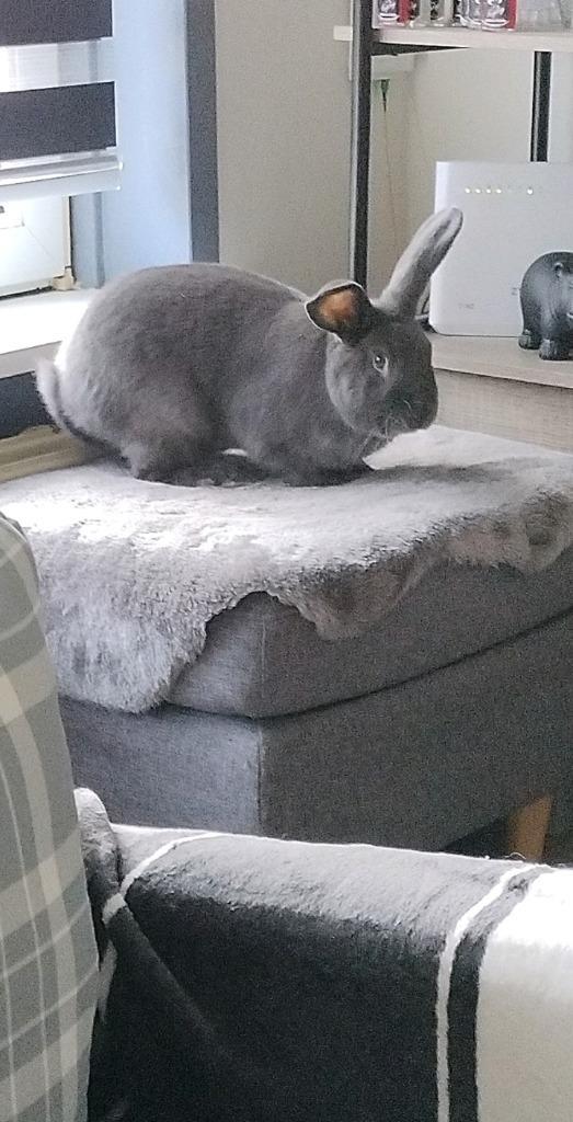 Vlaamse reus zoekt lief huisje, Dieren en Toebehoren, Konijnen, Groot, Mannelijk, 0 tot 2 jaar