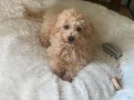 Lieve reu Maltipoo pup Maltezer X toy poedel, Dieren en Toebehoren, Honden | Niet-rashonden, Rabiës (hondsdolheid), 15 weken tot 1 jaar