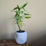 Bamboeplantje in beige asymmetrische pot, Ophalen, Overige soorten, Minder dan 100 cm
