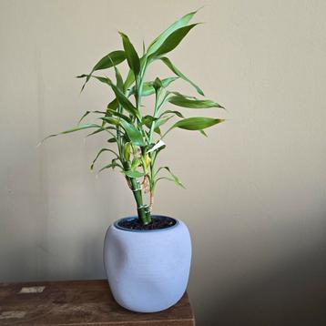 Bamboeplantje in beige asymmetrische pot beschikbaar voor biedingen