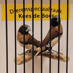 Koppel bruinborst rietvinken, Meerdere dieren