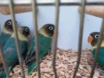 Personata, Dieren en Toebehoren, Vogels | Parkieten en Papegaaien, Meerdere dieren, Dwergpapegaai of Agapornis