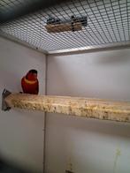 Mooi koppel groenstaarten lori, Dieren en Toebehoren, Vogels | Parkieten en Papegaaien, Meerdere dieren, Papegaai