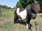 Mini shetlander ruin 6 jaar, Dieren en Toebehoren, Pony's, Ruin, A pony (tot 1.17m), 3 tot 6 jaar, Onbeleerd