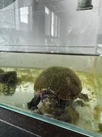 Muskusschildpad, 7 tot 10 jaar