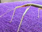 Indische wandelende tak (PSG 1) eitjes, Dieren en Toebehoren, Insecten en Spinnen, Wandelende tak