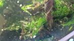 Garnalen (rood, blauw en wild), Dieren en Toebehoren, Vissen | Aquariumvissen, Kreeft, Krab of Garnaal, Zoetwatervis