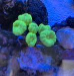 Caulastrea 6 koppen, Overige typen, Zoutwatervis
