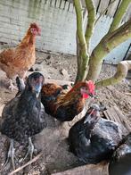 F2 easter egger toom. Maran x Cream legbar 5 hennen 1 haan, Dieren en Toebehoren, Pluimvee, Meerdere dieren, Kip