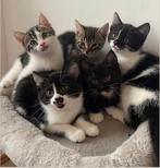 Kittens kruising oosterse korthaar, Meerdere dieren, Kortharig, 0 tot 2 jaar