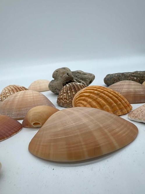 Schelpen en stenen uit Marokko (Tetouan en Al Hoceima), Verzamelen, Mineralen en Fossielen, Schelp(en), Ophalen of Verzenden