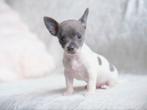 ❤️ Bijzondere MINI chihuahua puppy mag nestje verlaten ❤️, Dieren en Toebehoren, Rabiës (hondsdolheid), Reu, 8 tot 15 weken, Eén hond