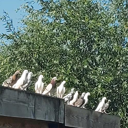 Sierduiven, Dieren en Toebehoren, Vogels | Duiven, Overige soorten, Meerdere dieren