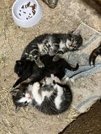 Mooie lieve boerderijkittens, Dieren en Toebehoren, Meerdere dieren, Kortharig, 0 tot 2 jaar