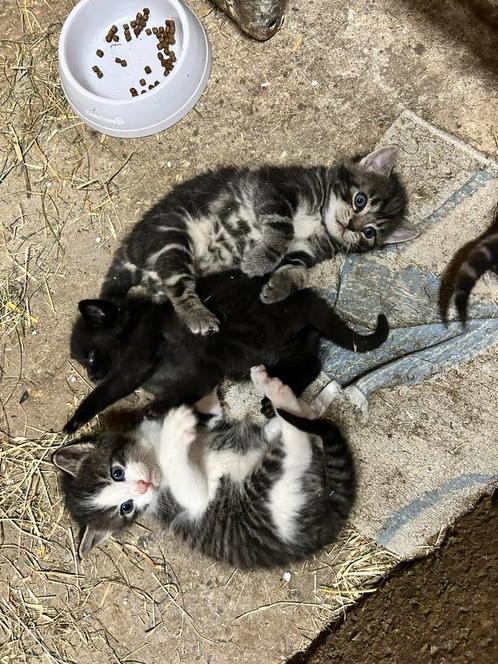 Mooie lieve boerderijkittens, Dieren en Toebehoren, Katten en Kittens | Overige Katten, Kortharig, Meerdere dieren, 0 tot 2 jaar