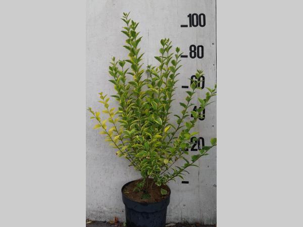 HAAG Ligustrum ovalifolium 'Aureum' Bonte Haagliguster, Tuin en Terras, Planten | Tuinplanten, Vaste plant, Overige soorten, Halfschaduw
