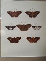 Oude illustratie / prent vllinders, Antiek en Kunst, Ophalen of Verzenden