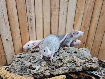 lieve rittens (dames) beschikbaar voor biedingen