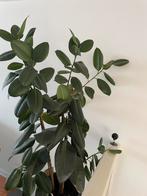 Ficus Elastica 130cm, Huis en Inrichting, Ophalen