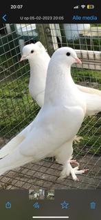 Takla duiven tuimelaar, Dieren en Toebehoren, Vogels | Duiven, Meerdere dieren, Tuimelaar of Roller
