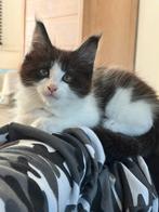 Super mooie lieve kitten Main Coon, Dieren en Toebehoren, Poes, Gechipt, 0 tot 2 jaar